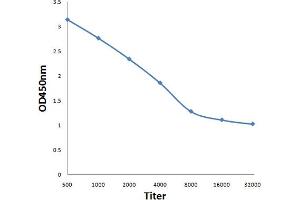 Antigen: 0. (CACNA1S antibody  (AA 951-1001))