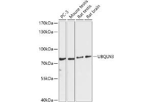 Western blot analysis of extracts of various cell lines, using UBQLN3 antibody (ABIN7271123) at 1:1000 dilution. (Ubiquilin 3 antibody  (AA 306-620))