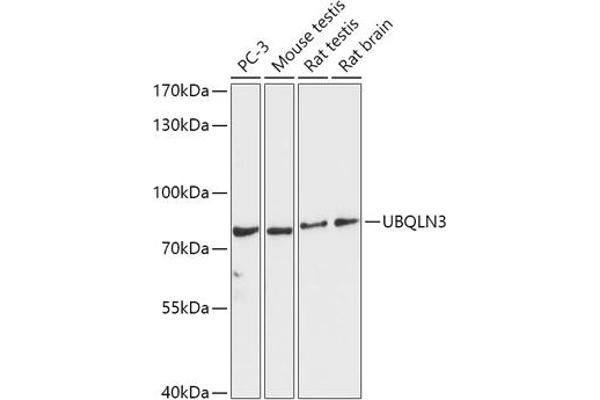Ubiquilin 3 抗体  (AA 306-620)