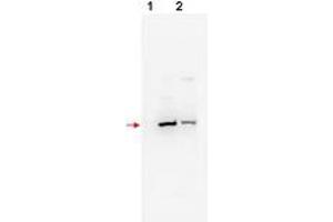Image no. 1 for anti-F-Box and WD Repeat Domain Containing 11 (FBXW11) (N-Term) antibody (ABIN296963) (FBXW11 antibody  (N-Term))
