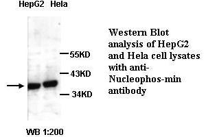 Image no. 1 for anti-Nucleophosmin (Nucleolar phosphoprotein B23, Numatrin) (NPM1) antibody (ABIN790958) (NPM1 antibody)