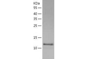 Western Blotting (WB) image for TEN1 Telomerase Capping Complex Subunit (TEN1) (AA 1-123) protein (His tag) (ABIN7125335) (TEN1 Protein (AA 1-123) (His tag))