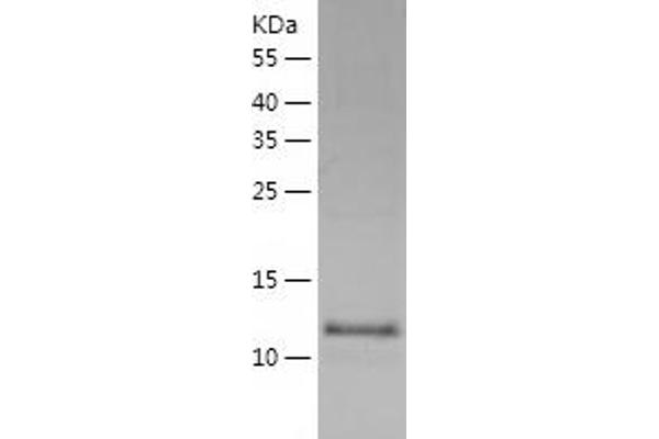 TEN1 Protein (AA 1-123) (His tag)