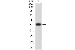 Western blot analysis using CD267 mAb against human CD267 (AA: extra(1-165)) recombinant protein. (TACI antibody)