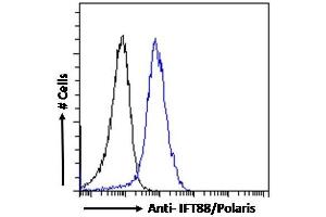 ABIN185555 Flow cytometric analysis of paraformaldehyde fixed HepG2 cells (blue line), permeabilized with 0. (IFT88 antibody  (C-Term))