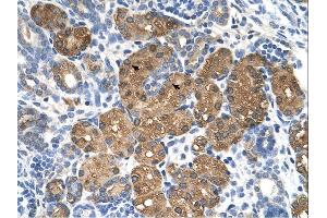 BHMT antibody was used for immunohistochemistry at a concentration of 4-8 ug/ml. (BHMT antibody  (N-Term))