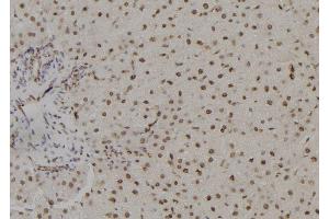 ABIN6278757 at 1/100 staining Rat liver tissue by IHC-P. (TSHZ1 antibody  (Internal Region))