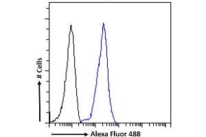 (ABIN185307) Flow cytometric analysis of paraformaldehyde fixed K562 cells (blue line), permeabilized with 0. (LRP6 antibody  (AA 1546-1560))