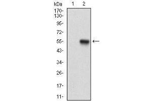 Western blot analysis using PPP1R1B mAb against HEK293 (1) and PPP1R1B (AA: 95-204)-hIgGFc transfected HEK293 (2) cell lysate. (DARPP32 antibody  (AA 95-204))