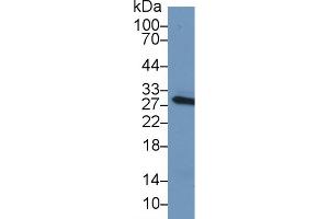 Western Blot; Sample: Mouse Serum; Primary Ab: 1µg/ml Rabbit Anti-Mouse CRP Antibody Second Ab: 0.