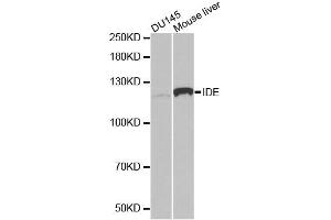 Western blot analysis of extracts of various cell lines, using IDE antibody. (IDE antibody)