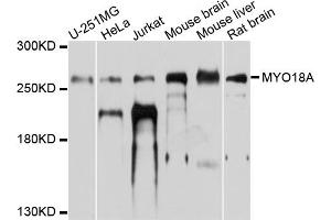 Western blot analysis of extracts of various cell lines, using MYO18A antibody. (Myosin XVIIIA antibody)