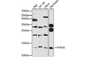 Western blot analysis of extracts of various cell lines, using PHF5A antibody (ABIN6290741) at 1:3000 dilution. (PHF5A antibody)
