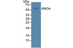 Western Blot; Sample: Rat Serum. (VEGFA antibody  (AA 28-147))