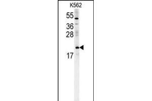 CH Antibody (Center) (ABIN651719 and ABIN2840373) western blot analysis in K562 cell line lysates (15 μg/lane). (PMCH antibody  (AA 94-122))