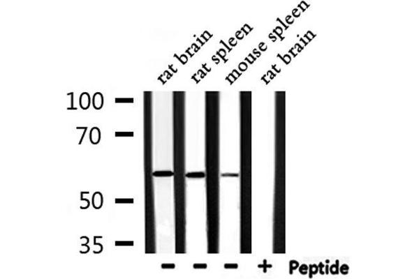 RASGEF1B antibody  (C-Term)