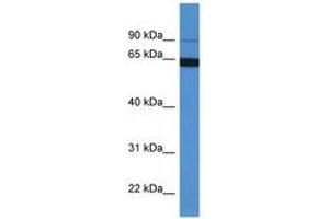 MAP6 antibody  (AA 132-181)