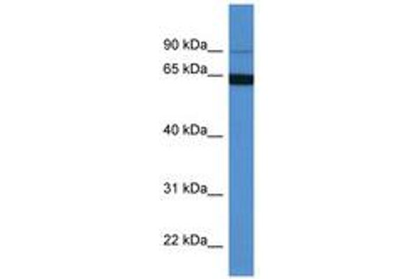 MAP6 antibody  (AA 132-181)