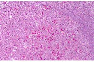 Anti-IL-6 antibody IHC staining of human tonsil. (IL-6 antibody)