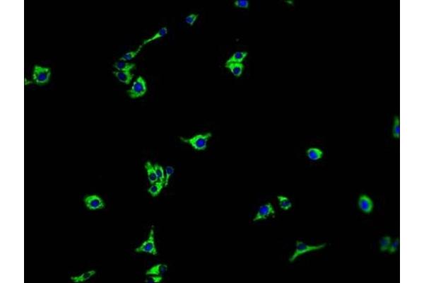 TMEM37 antibody  (AA 4-20)