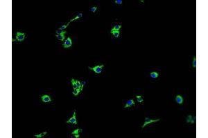 Immunofluorescence staining of HepG2 cells with ABIN7140231 at 1:100, counter-stained with DAPI. (TMEM37 antibody  (AA 4-20))