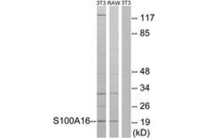 Western blot analysis of extracts from NIH-3T3/RAW264. (S100A16 antibody  (AA 19-68))