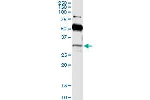 Immunoprecipitation of POU6F1 transfected lysate using anti-POU6F1 MaxPab rabbit polyclonal antibody and Protein A Magnetic Bead , and immunoblotted with POU6F1 purified MaxPab mouse polyclonal antibody (B01P) . (POU6F1 antibody  (AA 1-301))