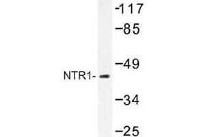 Image no. 1 for anti-Neurotensin Receptor 1 (High Affinity) (NTSR1) antibody (ABIN317760) (NTSR1 antibody)