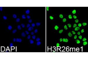 Immunofluorescence analysis of 293T cells using MonoMethyl-Histone H3-R26 antibody (ABIN3017500, ABIN3017501, ABIN3017502 and ABIN6220121). (Histone 3 antibody  (H3R26me))