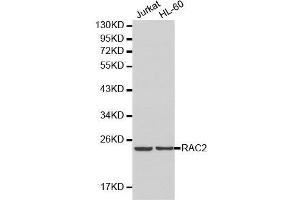 Western blot analysis of Jurkat cell and HL-60 cell lysate using RAC2 antibody. (RAC2 antibody  (AA 1-192))