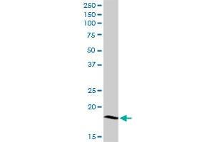 LY96 MaxPab rabbit polyclonal antibody. (LY96 antibody  (AA 1-160))