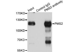 Immunoprecipitation analysis of 150ug extracts of Jurkat cells using 3ug PMS2 antibody. (PMS2 antibody)