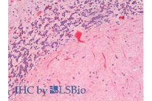 ABIN5539458 (5µg/ml) staining of paraffin embedded Human Cerebellum. (SLC7A6 antibody  (N-Term))