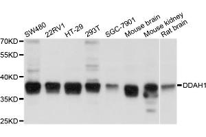 Western blot analysis of extracts of various cell lines, using DDAH1 antibody.