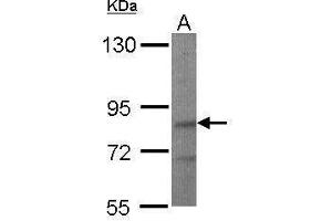 WB Image Sample (50 ug of whole cell lysate) A: Mouse brain 7. (LIMD1 antibody  (C-Term))