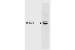Anti-CREB is shown to detect CREB-1 present in Raji B cell nuclear extract. (CREB1 antibody  (N-Term))
