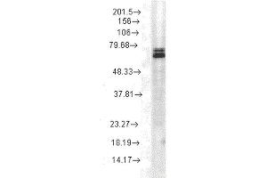 Western Blot analysis of Rat cell lysates showing detection of Hsp70 protein using Mouse Anti-Hsp70 Monoclonal Antibody, Clone 3A3 (ABIN361737 and ABIN361738). (HSP70 antibody)