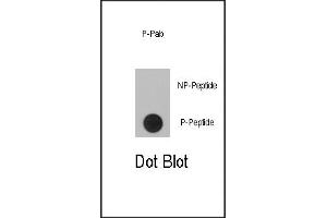 Dot blot analysis of anti-RPS6KA1-p Phospho-specific Pab (R) on nitrocellulose membrane. (RPS6KA1 antibody  (pSer363))