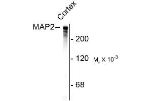 Western blots of rat cortex lysate showing specific immunolabeling of the ~280k MAP2 protein. (MAP2 antibody)