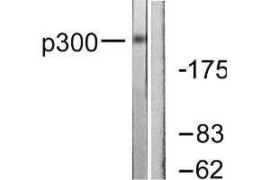 Western Blotting (WB) image for anti-E1A Binding Protein P300 (EP300) (N-Term) antibody (ABIN1848716) (p300 antibody  (N-Term))