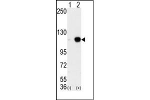Image no. 1 for anti-Lysine (K)-Specific Demethylase 1A (KDM1A) (C-Term) antibody (ABIN356730)