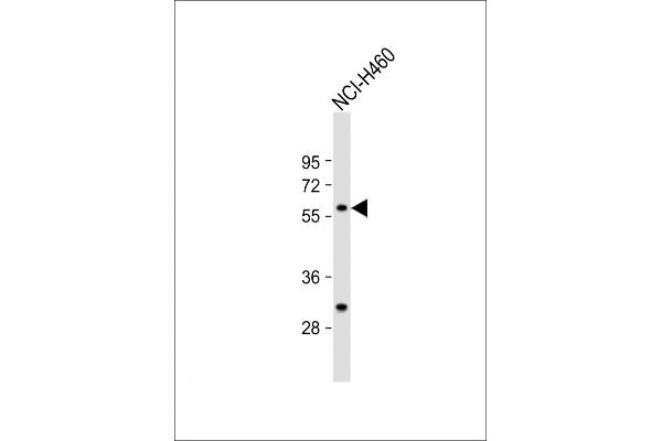 CARS2 antibody  (C-Term)