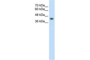 Western Blotting (WB) image for anti-GNAS Complex Locus (GNAS) antibody (ABIN2462621) (GNAS antibody)
