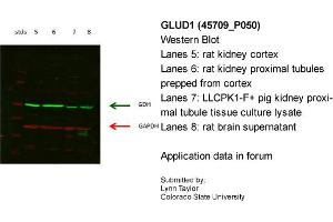 Image no. 3 for anti-Glutamate Dehydrogenase 1 (GLUD1) (N-Term) antibody (ABIN2782330) (GLUD1 antibody  (N-Term))
