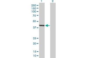 Western Blot analysis of ASZ1 expression in transfected 293T cell line by ASZ1 MaxPab polyclonal antibody.