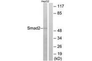 Western blot analysis of extracts from HepG2 cells, using Smad2 (Ab-255) Antibody. (SMAD2 antibody  (AA 221-270))