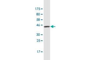 Western Blot detection against Immunogen (47. (TM4SF4 antibody  (AA 1-202))