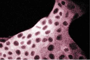 Immunofluorescent staining of MDCK cells with anti-FAS antibody. (Fatty Acid Synthase antibody  (AA 9-202))