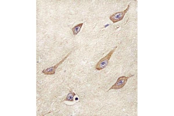 FAM168B antibody  (AA 105-139)