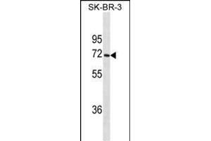 CYP1A2 Antibody (ABIN1539922 and ABIN2843866) western blot analysis in SK-BR-3 cell line lysates (35 μg/lane). (CYP1A2 antibody  (AA 255-282))